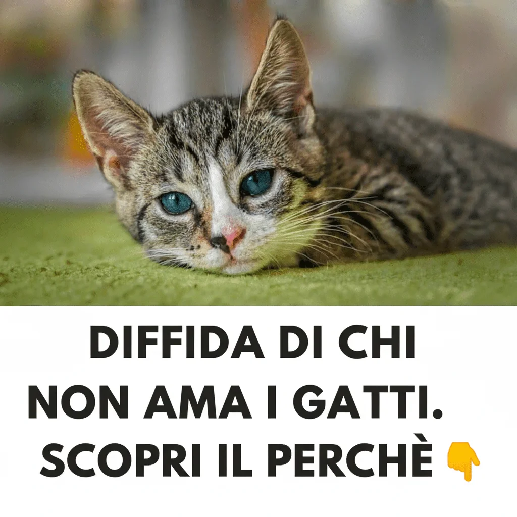Diffidate di chi non ama i gatti: ecco il perché