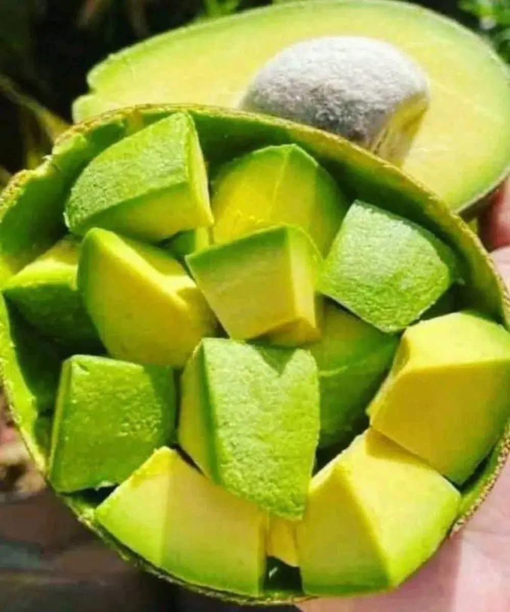 I medici rivelano cosa provoca mangiare avocado…