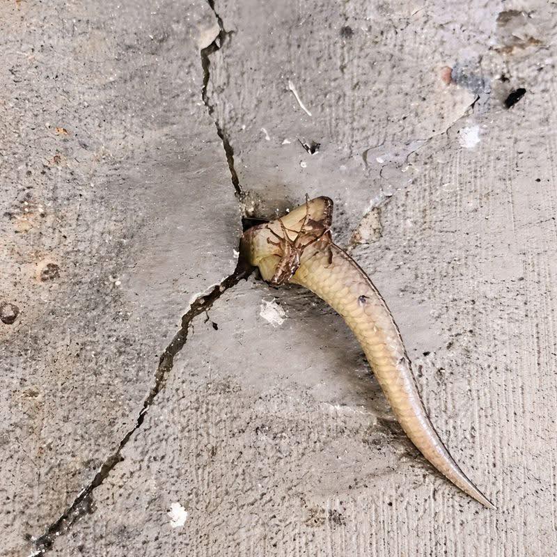 Qualcosa si muove nella parete? Il mistero domestico che si trasforma in pura scena di suspense