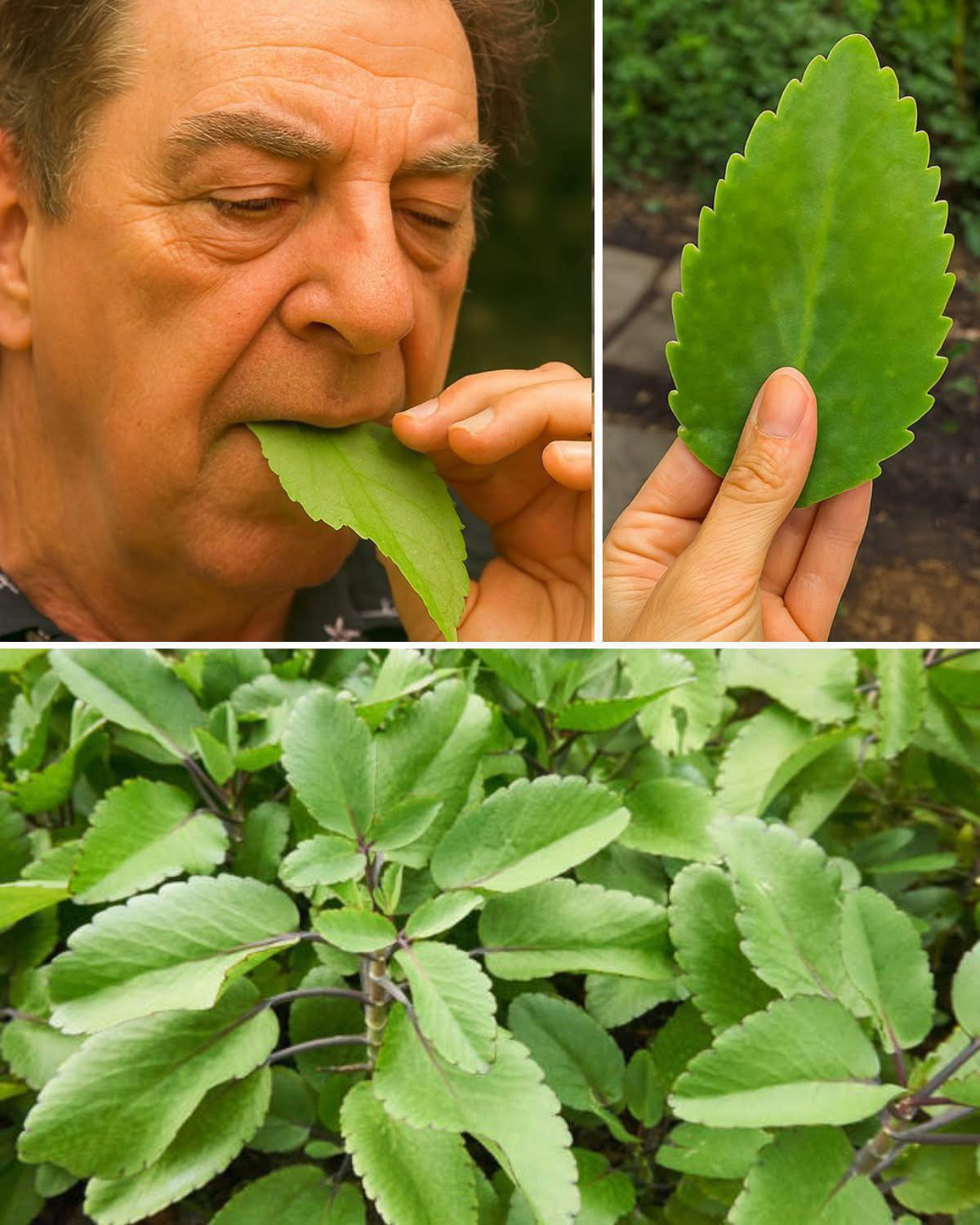 La Kalanchoe: molti la coltivano, ma pochi sanno come sfruttarne i benefici