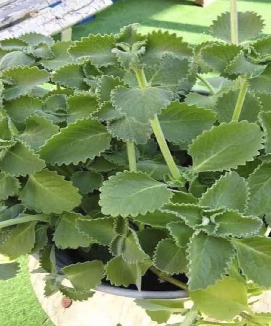 Medici rivelano cosa succede mangiando origano…