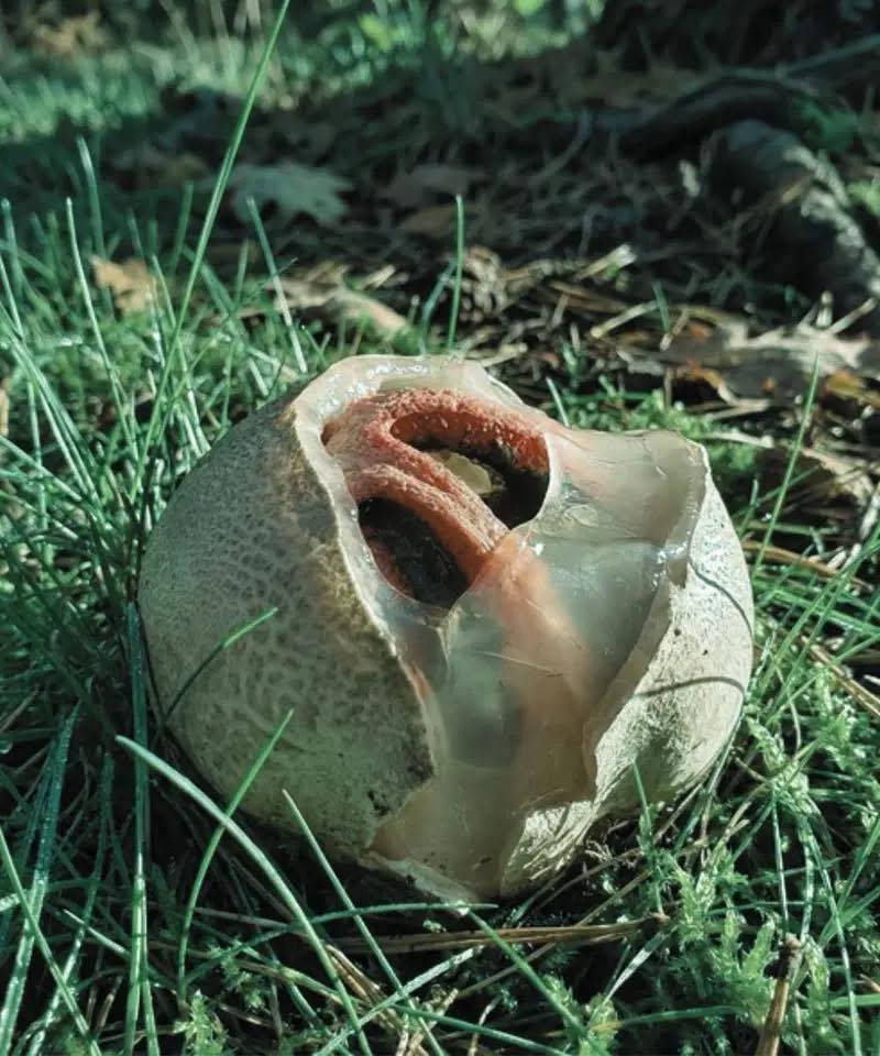 Cos'è e perché è chiamato “una delle cose più terrificanti della natura”?