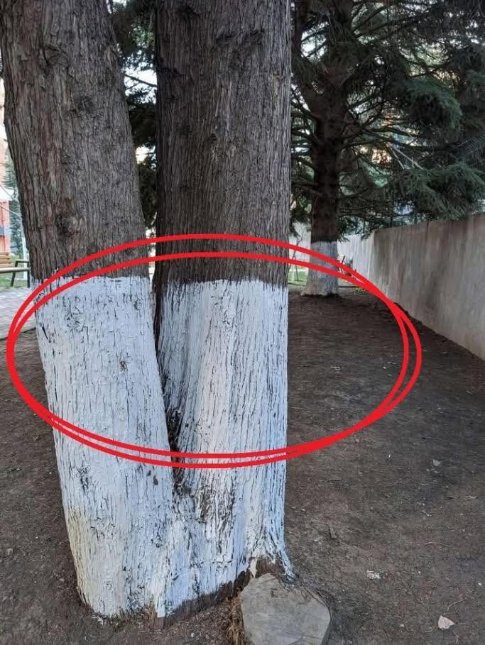 Pochi sanno il vero motivo per cui i tronchi degli alberi vengono dipinti di bianco