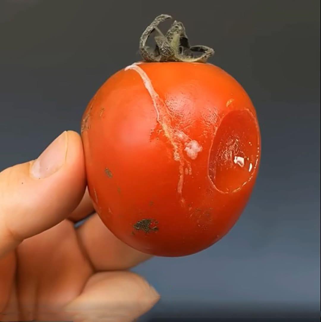 Non buttate via i pomodori rovinati! Più sono 'passati', più sono preziosi!