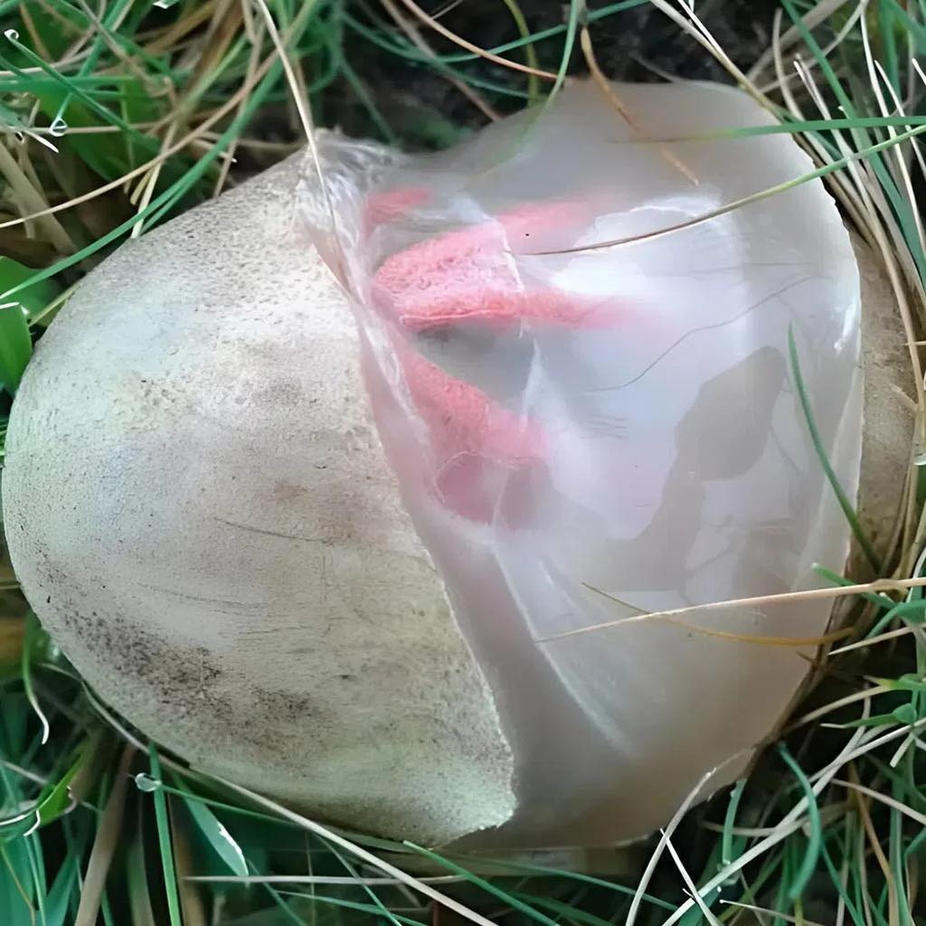 Nel mio giardino, ho trovato una creatura viscida e rossastra che emanava un odore forte e sgradevole. Sono rimasta inorridita quando ho capito di cosa si trattava