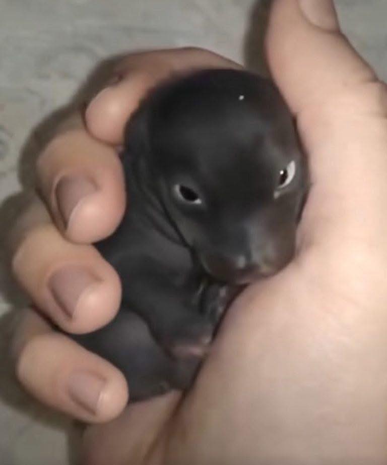 Quello che Sembrava un Cucciolo Rivelò una Storia Commovente di Superamento